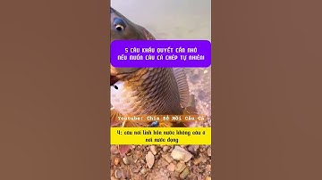 5 mẹo để câu được cá chép tự nhiên#fishing #cauca #câucá #dammecauca #moicauca #fishingvideo
