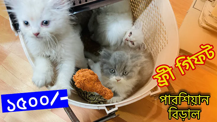 Video 11713051: cat breed persian doll, breed persian doll face, baby persian