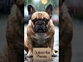 this dog is very hungry subscribe to feed him #shorts