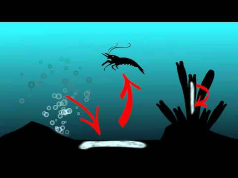 BEHIND THE SCIENCE 2012 | Chemosynthesis