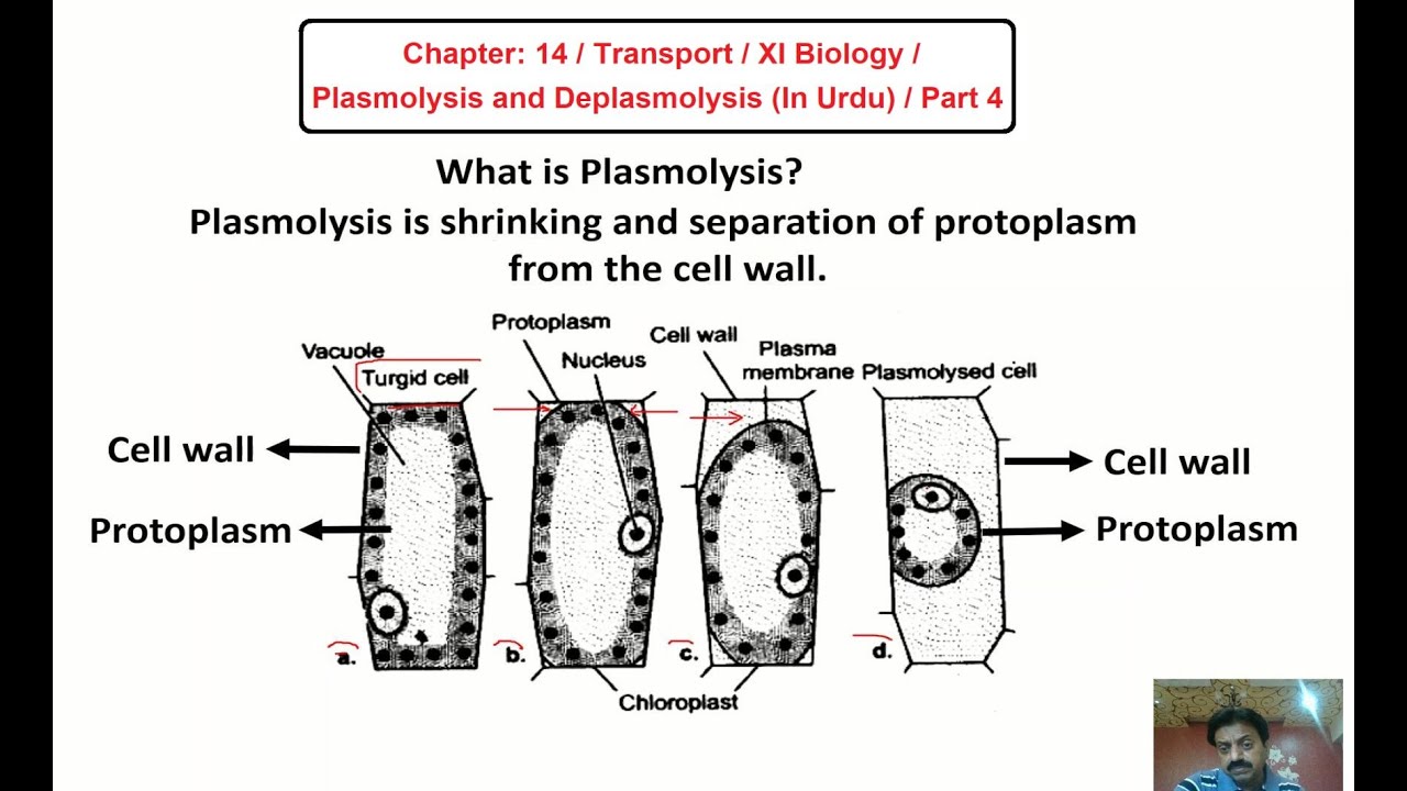 Chapter: 14 / Transport / XI Biology / Plasmolysis and Deplasmolysis