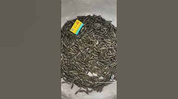 #cá_giống #trại_cá_giống_út_me #cá #fish #thủy_sản #cá_lóc #fishing #66đồngtháp 0909770509