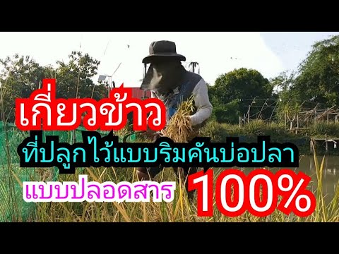 วิธีการปลูกข้าวปลอดสารพิษ 100 % อยู่ที่ริมบ่อปลา // Rice planting by the pool