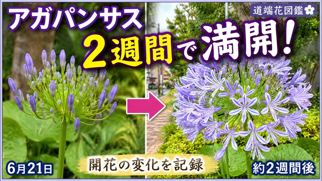 Agapanthus Bloom in Just 12 Days! A Time-Lapse Observation of