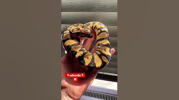 Fire leopard ball python 😍    #shorts #ballpython #reptiles #snake