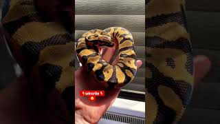Fire leopard ball python 😍    #shorts #ballpython #reptiles #snake