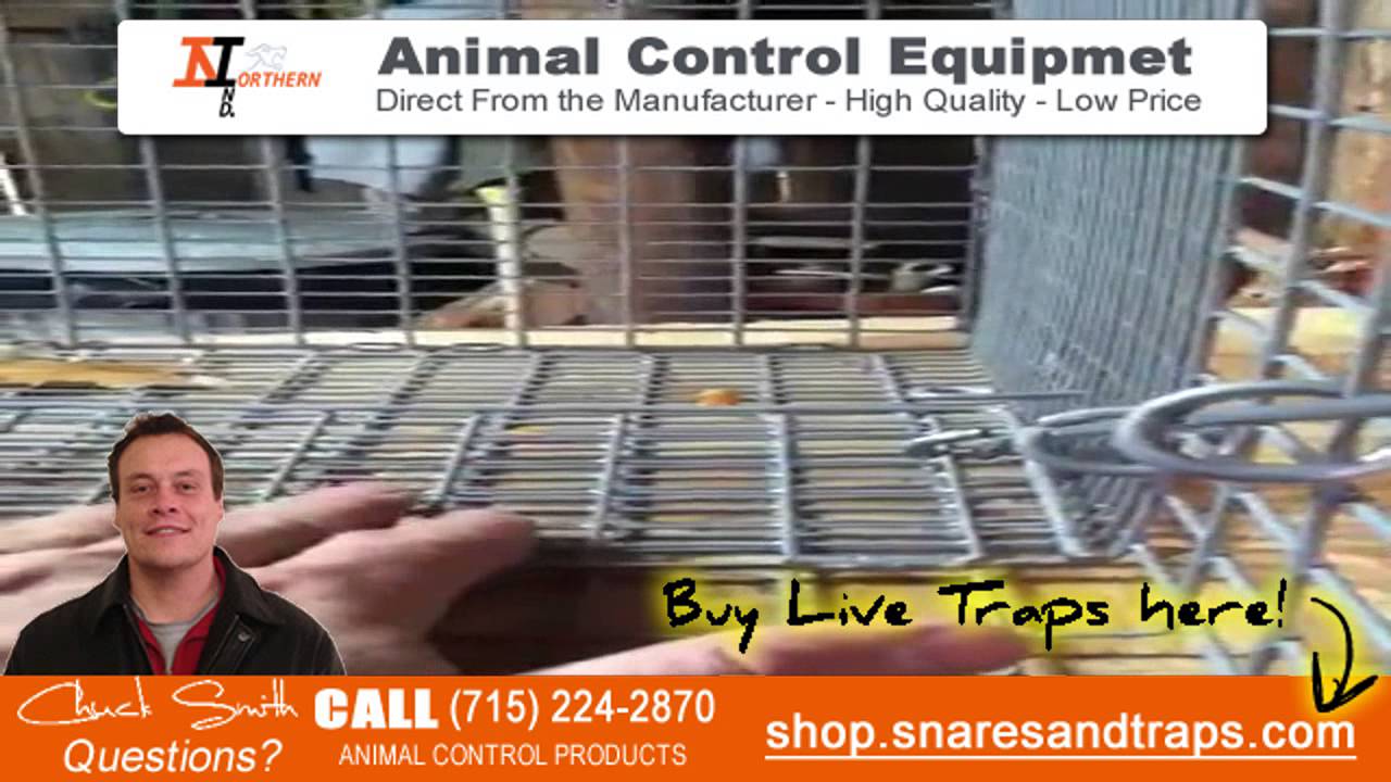 How to trap stray cats