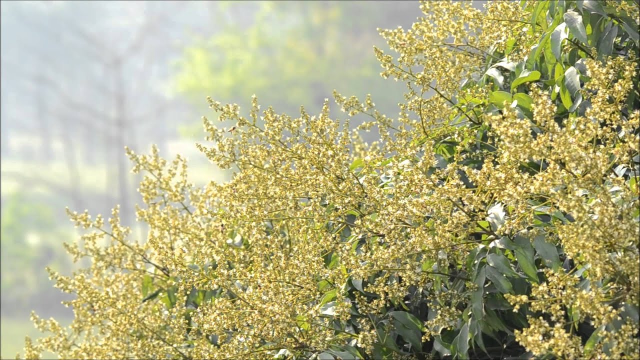 lychee or litchi bloom at my village in Muzaffarpur, Bihar YouTube