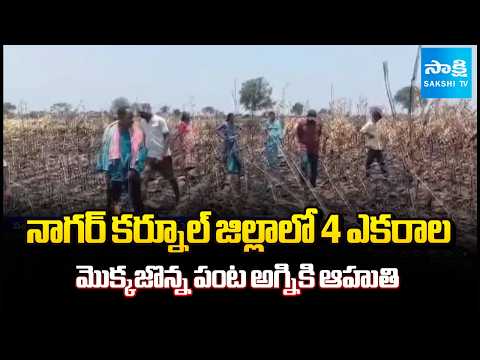 మొక్కజొన్న పంట అగ్నికి ఆహుతి | 4 Acres of Maize Crop Gutted by Fire in Nagarkurnool District - SAKSHITV