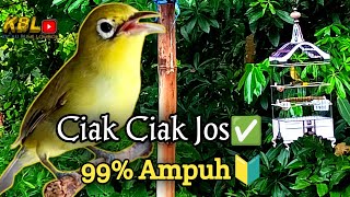 CIAK CIAK JOSS KECIAL KUNING AMPUH||PANCINGAN KECIAL MALAS BUNYI||