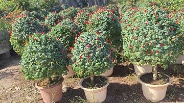 Bán cây dâm bụt Thái, cây du xuân 0977973535