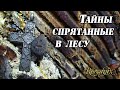 Заблудился в лесу но нашёл что искал