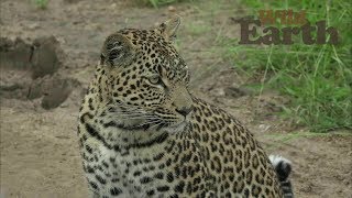 WildEarth - Sunrise Safari - February 9, 2020