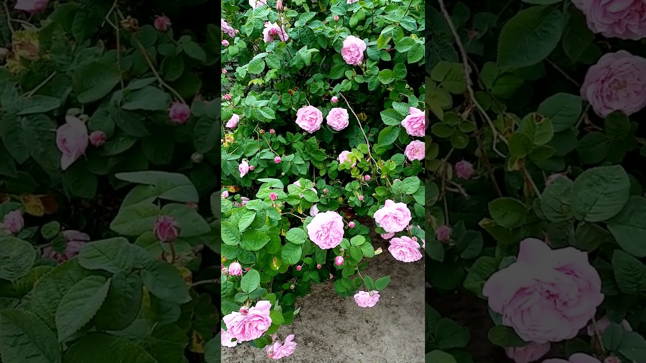 Relax. Beginning of summer, wild rose.Релакс.Начало лета,шиповник.