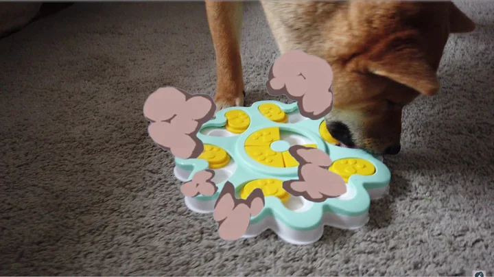 Shiba Inu intelligence test