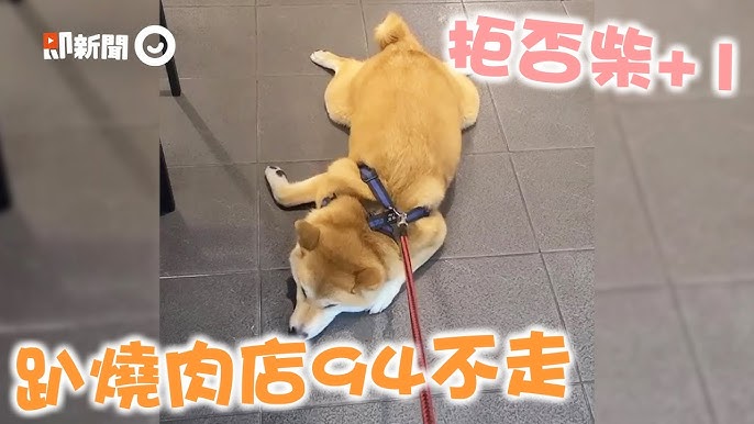 偏心黑柴犬被媽摸露幸福微笑換爸伸手秒露牙威嚇 寵物 狗狗 柴柴 Youtube 偏心黑柴犬被媽摸露幸福微笑換爸伸手秒露牙威嚇 寵物 狗狗 柴柴 Youtube