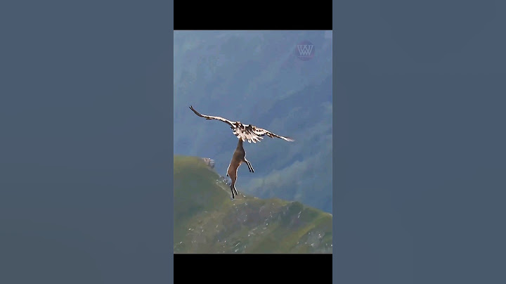 unbelievable!  An eagle soars with a goat..