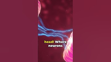 🧠 “Unraveling the Brain’s Mysteries: Neurons & Synapses!” 🌟