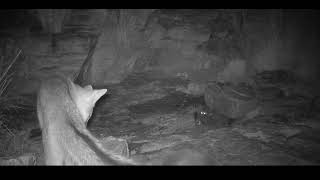 A Spotted skunk defends his waterhole from a ringtail cat and gray fox