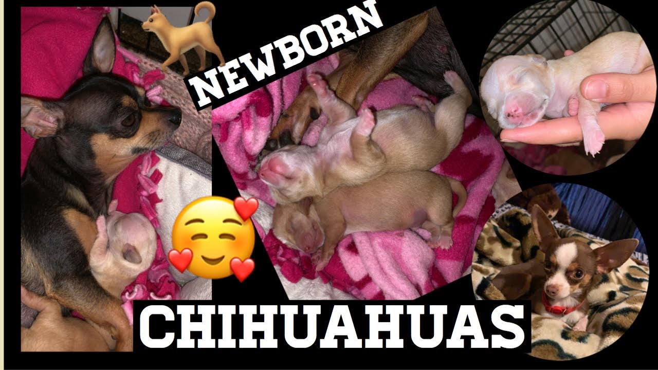 One week CHIHUAHUAS. Chihuahuas cumplen una semana de nacidos.
