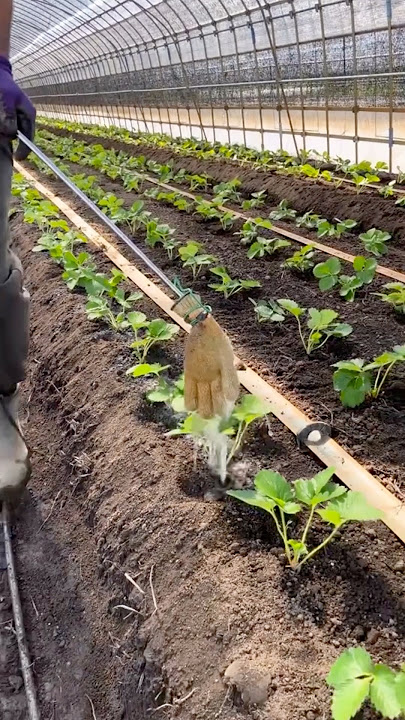Growing Sweetest Strawberries: A Step-by-Step Guide #farmingtech