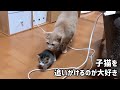 ひのきに追いかけられる子猫 ベルVer.