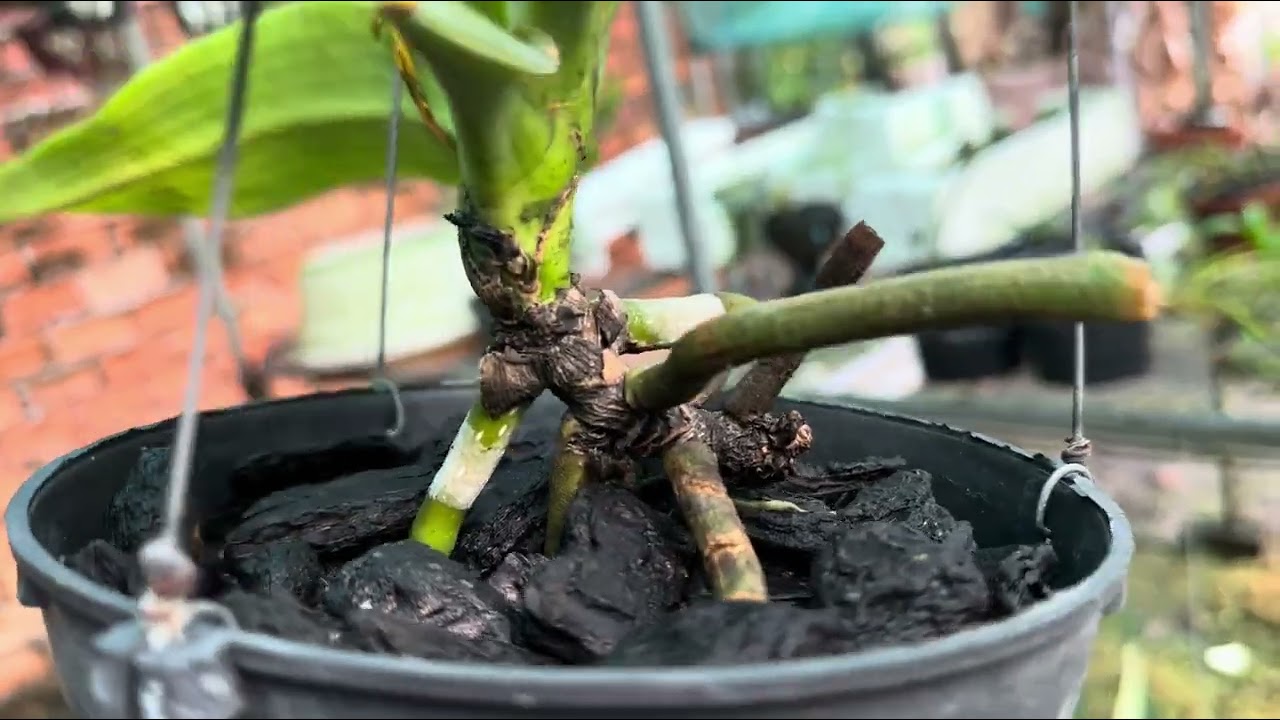 Lan thuần giá rẻ bao ship 28/02/2026 LH:0766837646