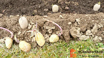 Jak pěstovat brambory v trávě?