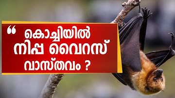 കൊച്ചിയിൽ  നിപ്പ വൈറസ് വാസ്തവം ? Nipah Virus kochi