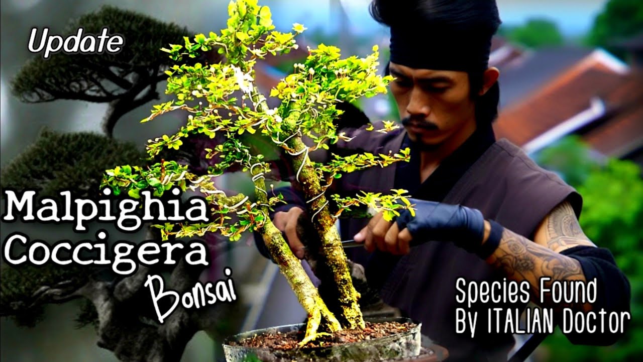Malpighia Coccigera Bonsai