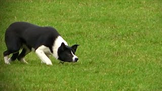 Lot 73: Whiterose silk – 1.2.23  Farmers Marts Dolgellau Online Sheepdog Auction’