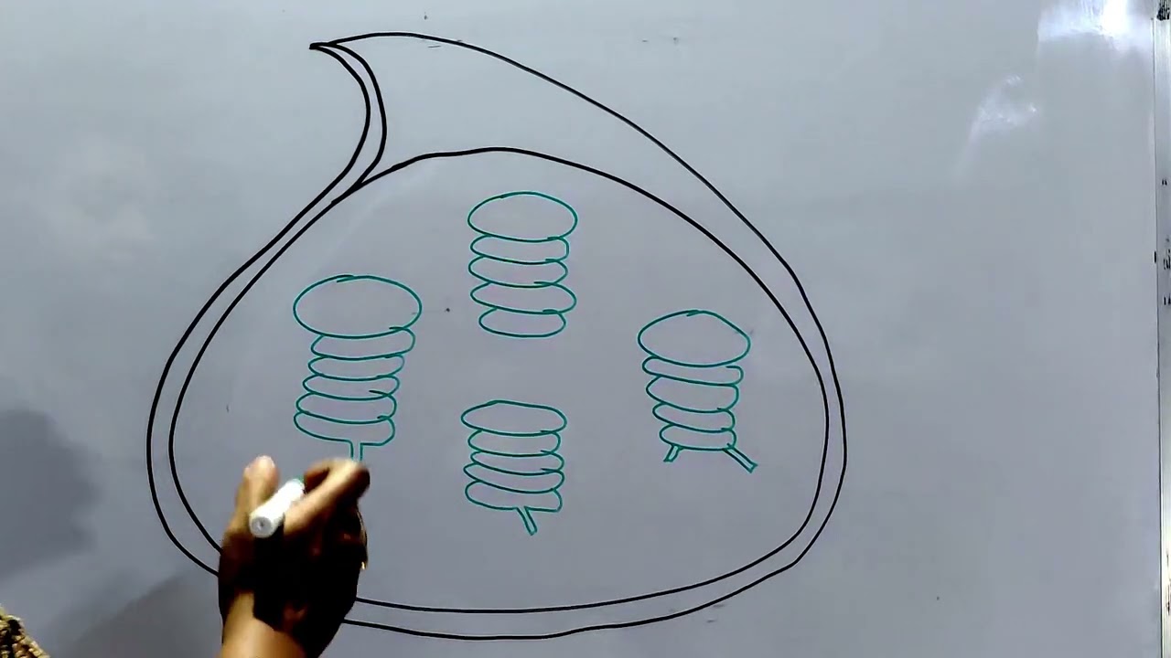 How to draw internal structure of Chloroplast? ||#chloroplast