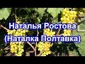 Наталья Ростова (Наталка Полтавка) 15.08.2018