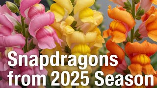 Snapdragons: The Most Colorful Flowers
