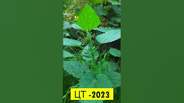 ЦТ-2023 * Биология * Типы расположения листьев 🍃 🍂 🍁 #цт2023 #цтбиология #подготовкакцт #биология