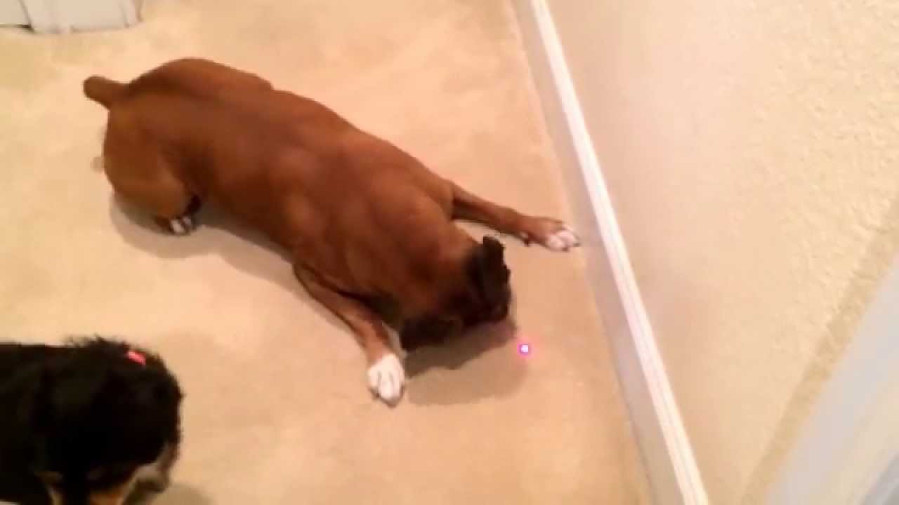 Dogs chasing a laser light. YouTube