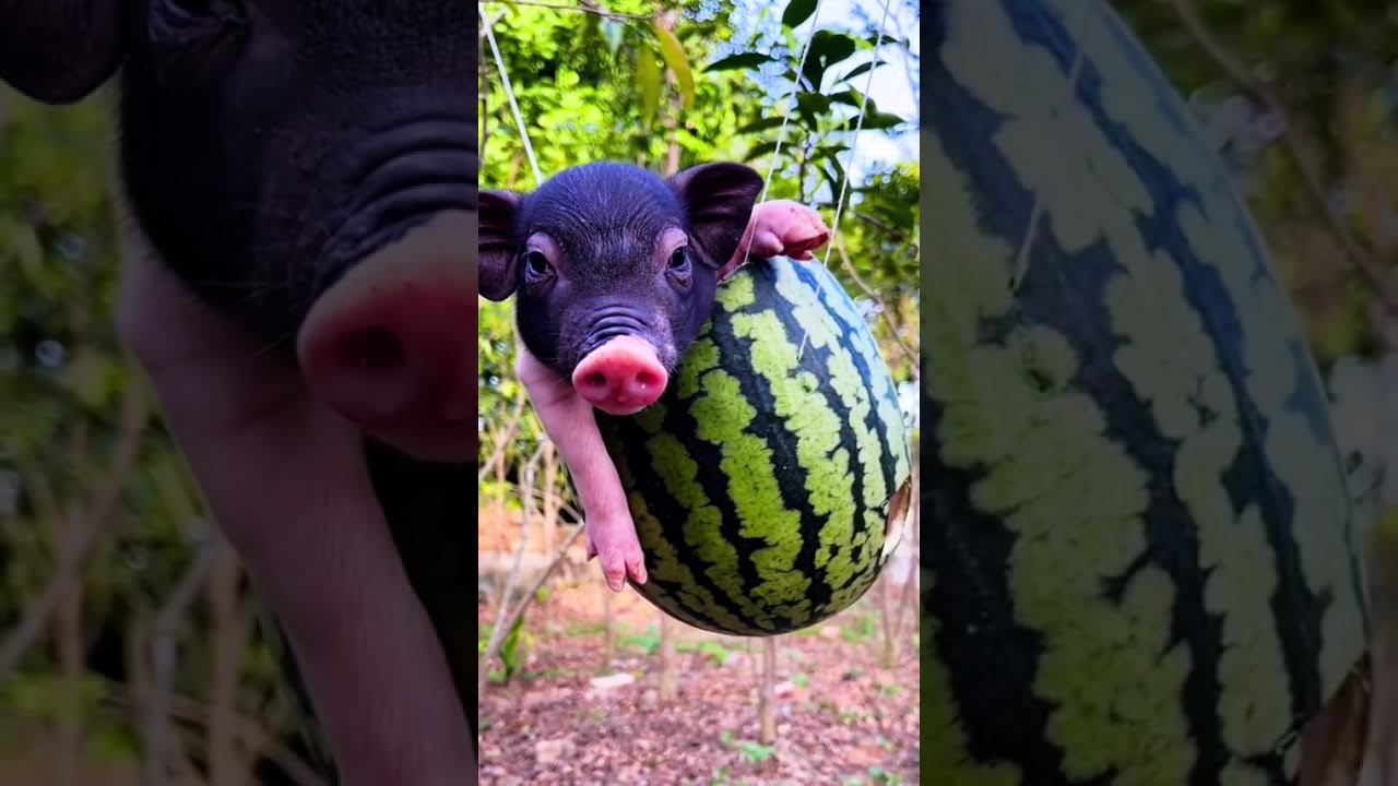 Thewild boar in thedeep mountains followed itsowner backhome