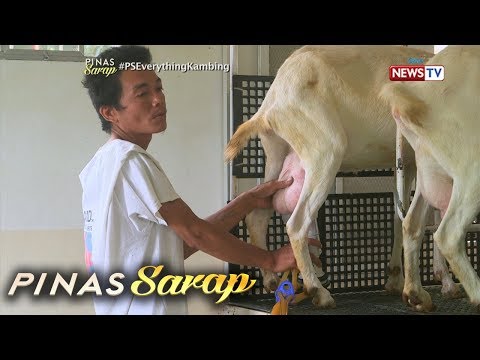 Video: Kung Paano Ginagawa Ang Gatas