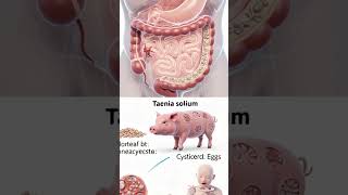 #Taenia solium,#+3 2nd semester #zoology#biology  @Bharathinstagram306pa
