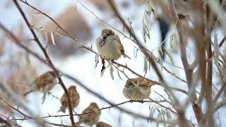 Pardais cantando no campo