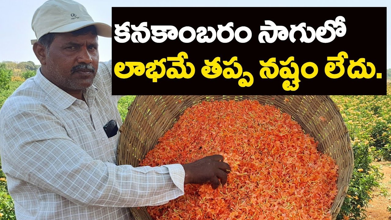 Kanakambaram Sagu In Telugu || Kanakambaram Cultivation || కనకాంబరం  పూల సాగు