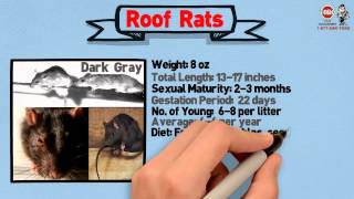 Rodent Pest Management in DORAL, FL  ( Rodent Control & Extermination )