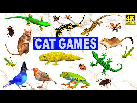 🐱 3D TV for Cats | Ultimate 3D Cat Game With Mice Birds Bugs Lizards & More | Best Games For Cats 4k