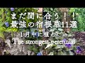 【冬のガーデニング】まだ間に合う!!最強の宿根草11選|1月中に植えたい🌱私の庭12月の枯れ姿|The strongest perennial