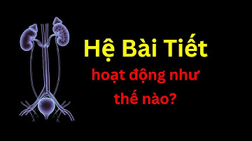 Hệ Bài Tiết - Sinh Học - tập 29 | Tri thức nhân loại