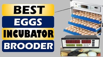 Top 5 Best Eggs Incubator Brooder in 2025 From Aliexpress