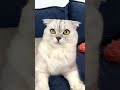 Cute Cat Looking Around 👀🐱 | Funny Cat Moment