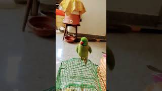 sare paise mere account mein dal do #funny #shiro #comedy #pets #parrot
