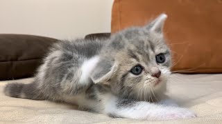 A mom cat takes care of a kitten whose ear itches. by Fluffy tails 2,880 views 1 month ago 3 minutes, 8 seconds