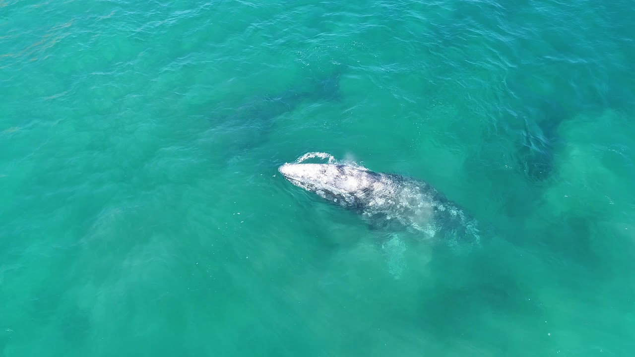 camera iphone 8 plus apk gray whales cow calf doing maneuvers at Point Dume